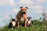 AMSTAFF  ADULT & PUPPIES 080